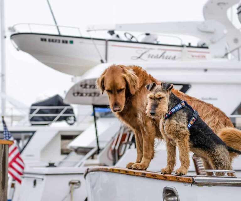 Experiencing a dog-friendly luxury yacht charter vacation