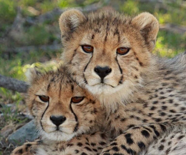 Samara Karoo: A unique experience in conservation and wilderness