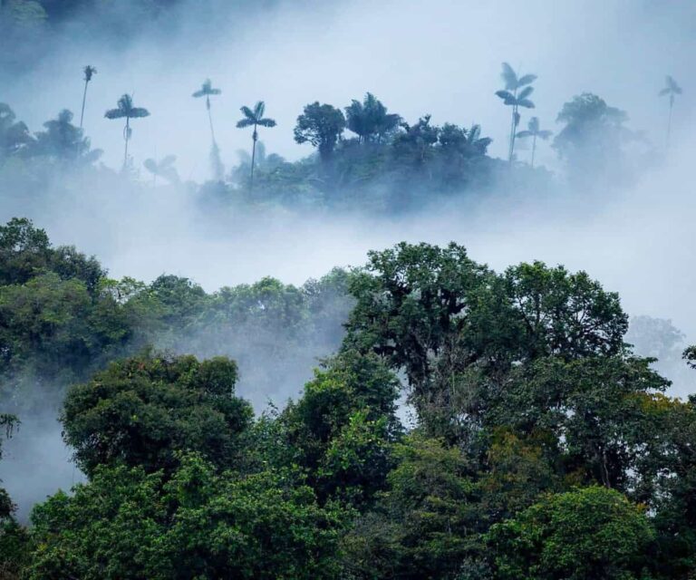 Retreat into the mist: An Ecuadorian cloud forest adventure